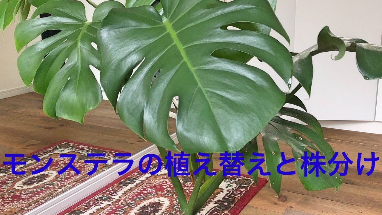 モンステラの植え替えと、株分け。😱
