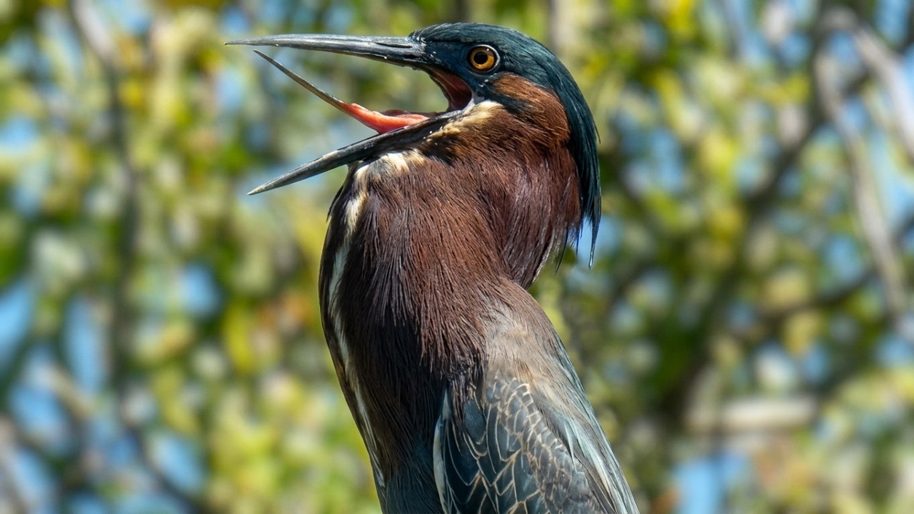 Green heron call sound | Bird