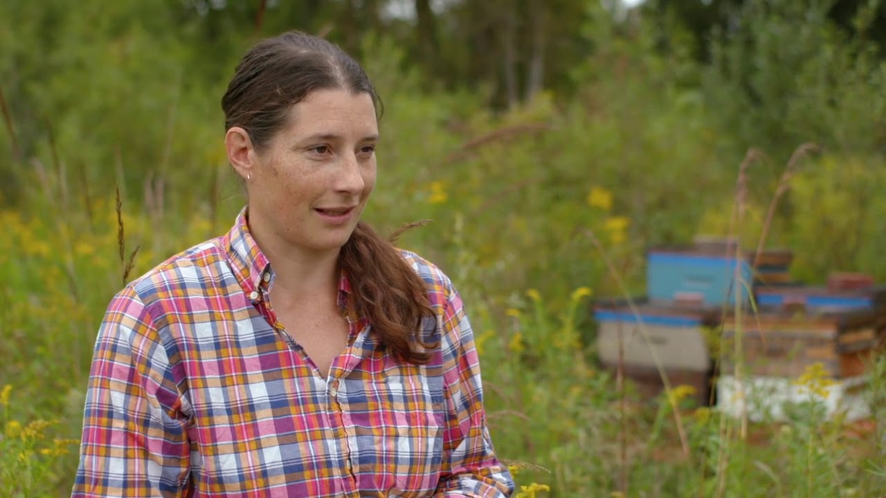 Etymologist Dr. Meghan Milbrath dives into the health of bee hives