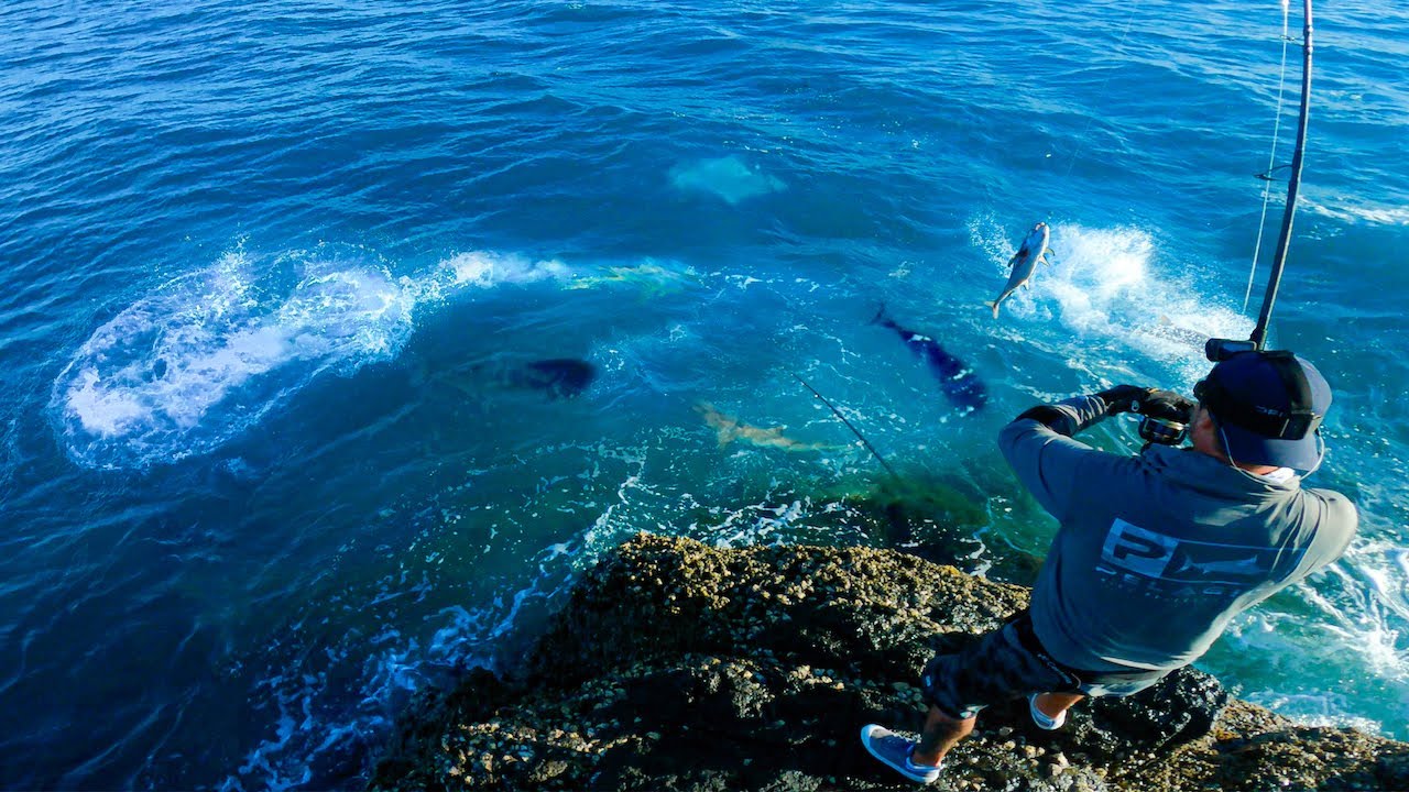 Feeding Frenzy at our Feet!!