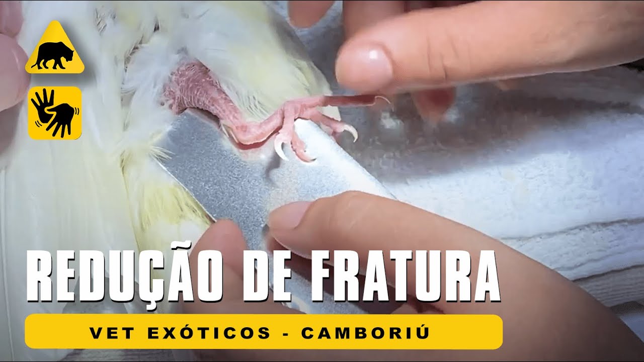 Redu&ccedil;&atilde;o de Fratura - Vet Ex&oacute;ticos (Libras) | #413