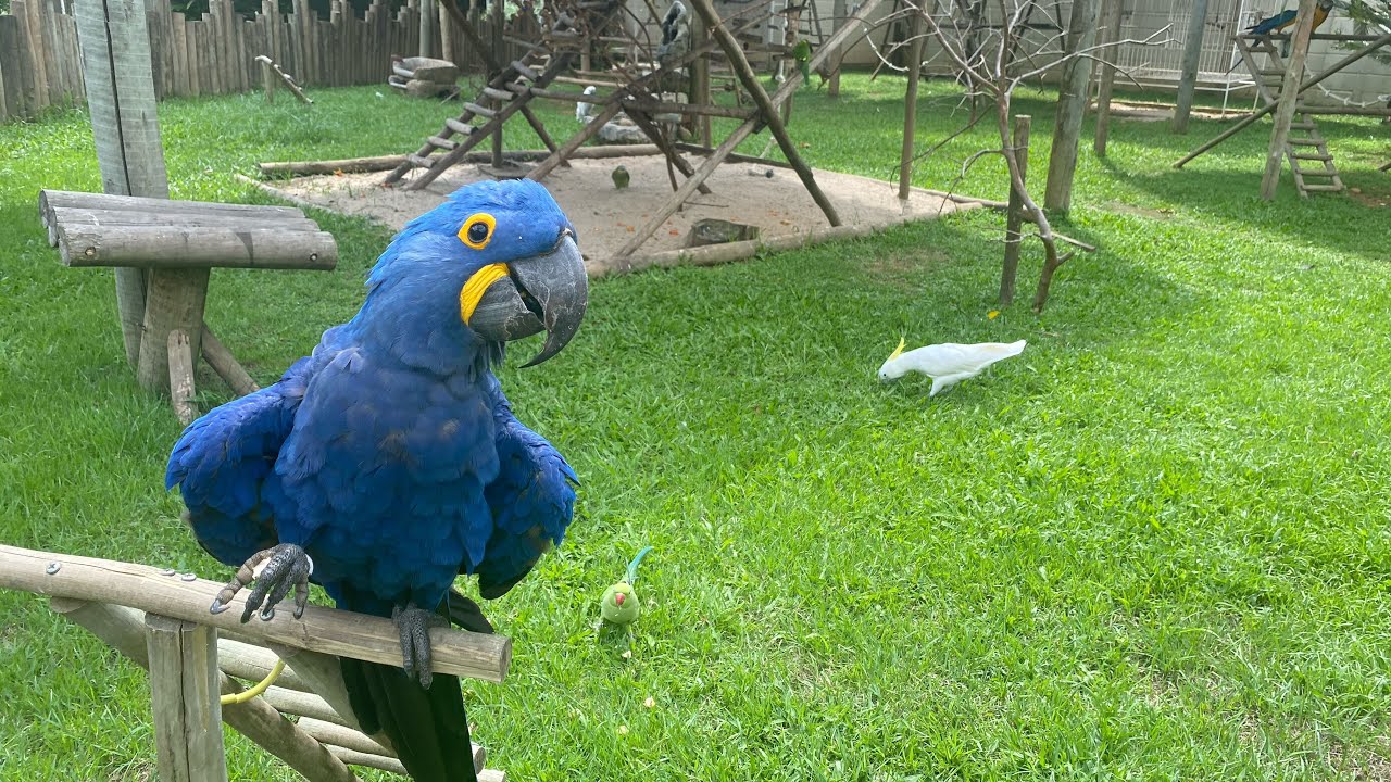 JOHN, MOSTRA A REAÇÃO DAS  ARARA-AZUL E PAPAGAIO após 2 semanas de viagem! #papagaio