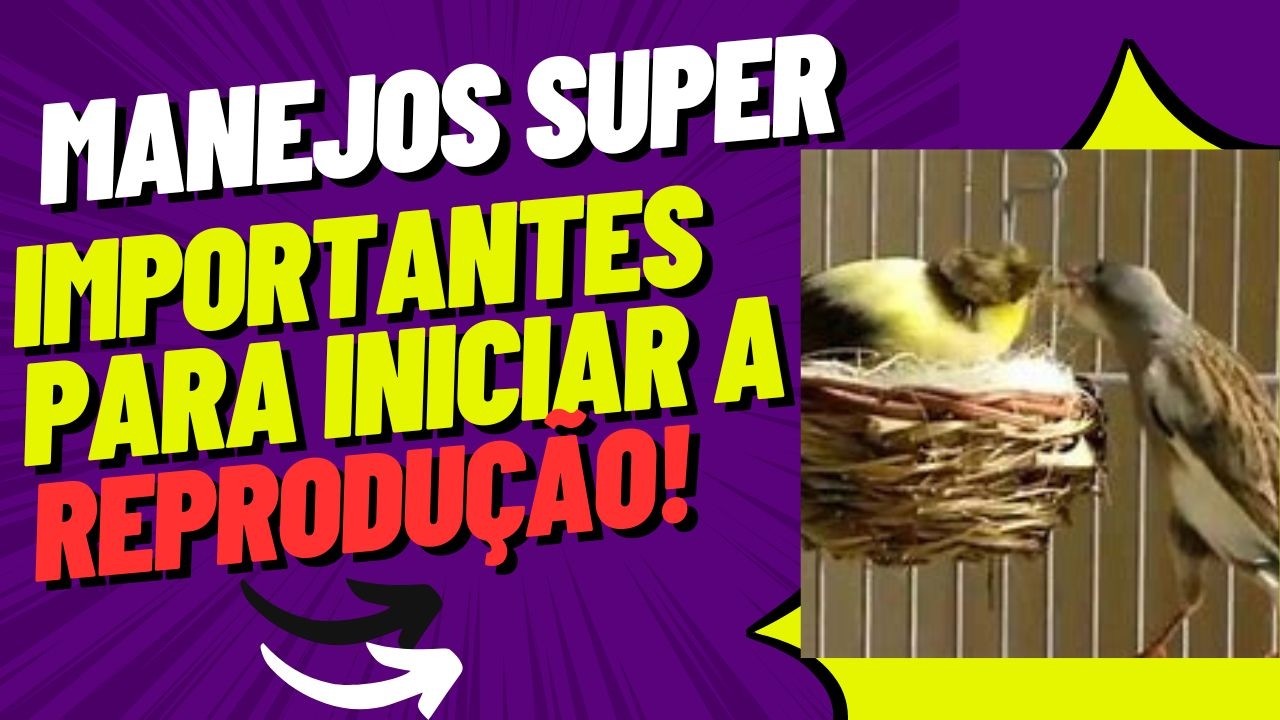 #065 Você Está Perderendo Filhotes de CANARIOS DO REINO por Não Saber essa Dica SECRETA!