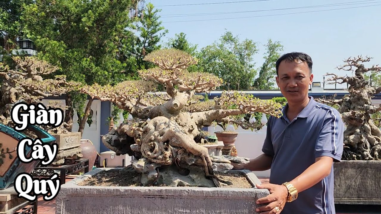 Khuôn viên cây đẹp như Triển lãm của nhà vườn Bùi Trung Đông hưng Thái bình