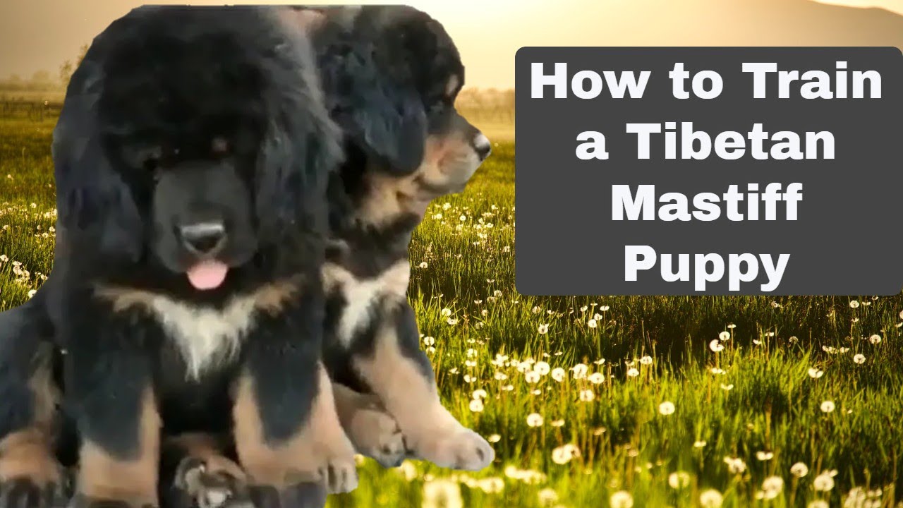 Tibetan Mastiff Puppy Training