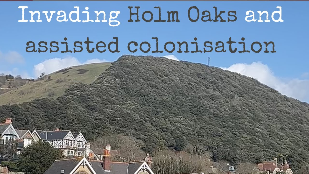 Holm Oak invasions and introduction of non-native species