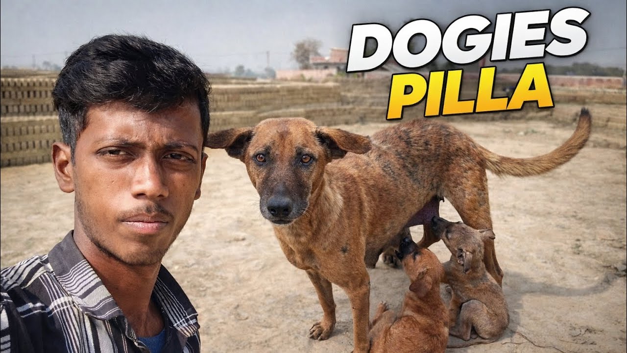 Day 52/100 - Dogies ne teen pilla pilaya 😍