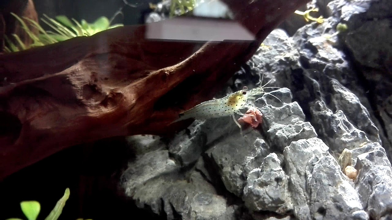 Caridina multidentata - Yamamoto shrimp