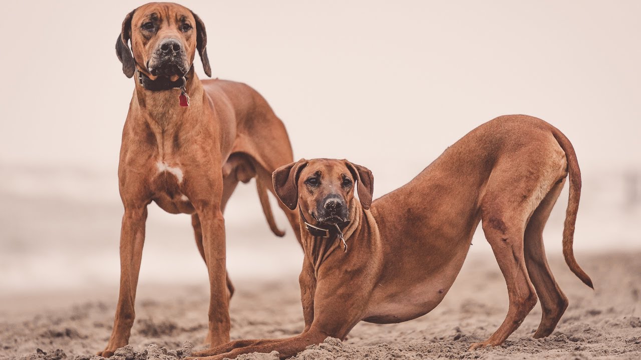 Thankful My Rhodesian Ridgebacks Have Each Other