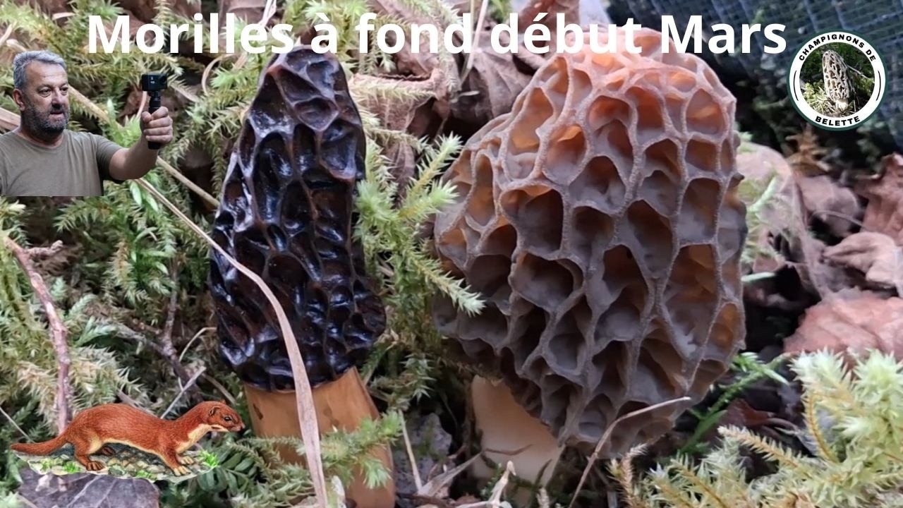 𝗠𝗢𝗥𝗜𝗟𝗟𝗘𝗦 à 𝗙𝗢𝗡𝗗 𝗗é𝗯𝘂𝘁 𝗠𝗔𝗥𝗦 𝟮𝟬𝟮𝟲 🌲🍄🌲#champignons #mushroom #nature #fungi