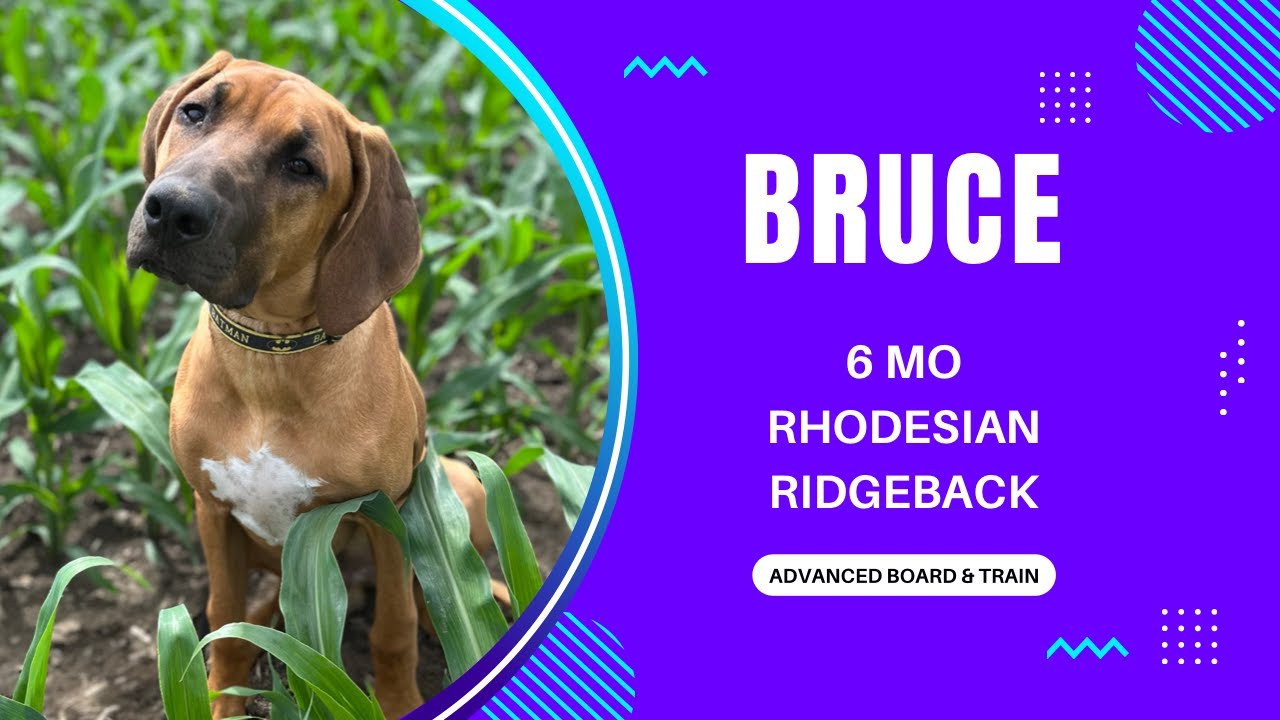 Bruce's Training Journey | 6 Month Old Rhodesian Ridgeback | Advanced Obedience Training