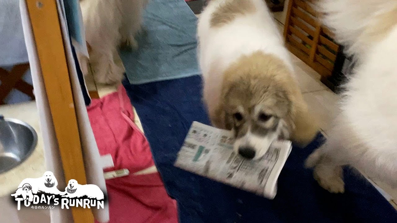 毎日お父さんまで新聞配達をしているベルです　Great Pyrenees　グレートピレニーズ
