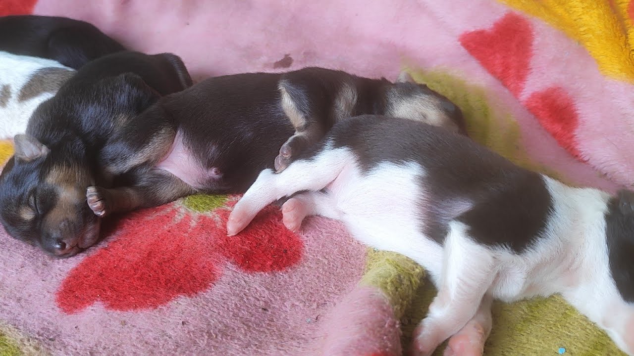 Sleeping💤😴 dog puppy and gaving prise less reaction 