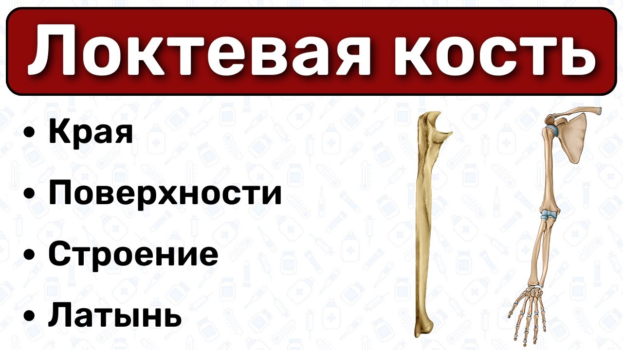 Локтевая кость: анатомия, строение, латынь / Остеология