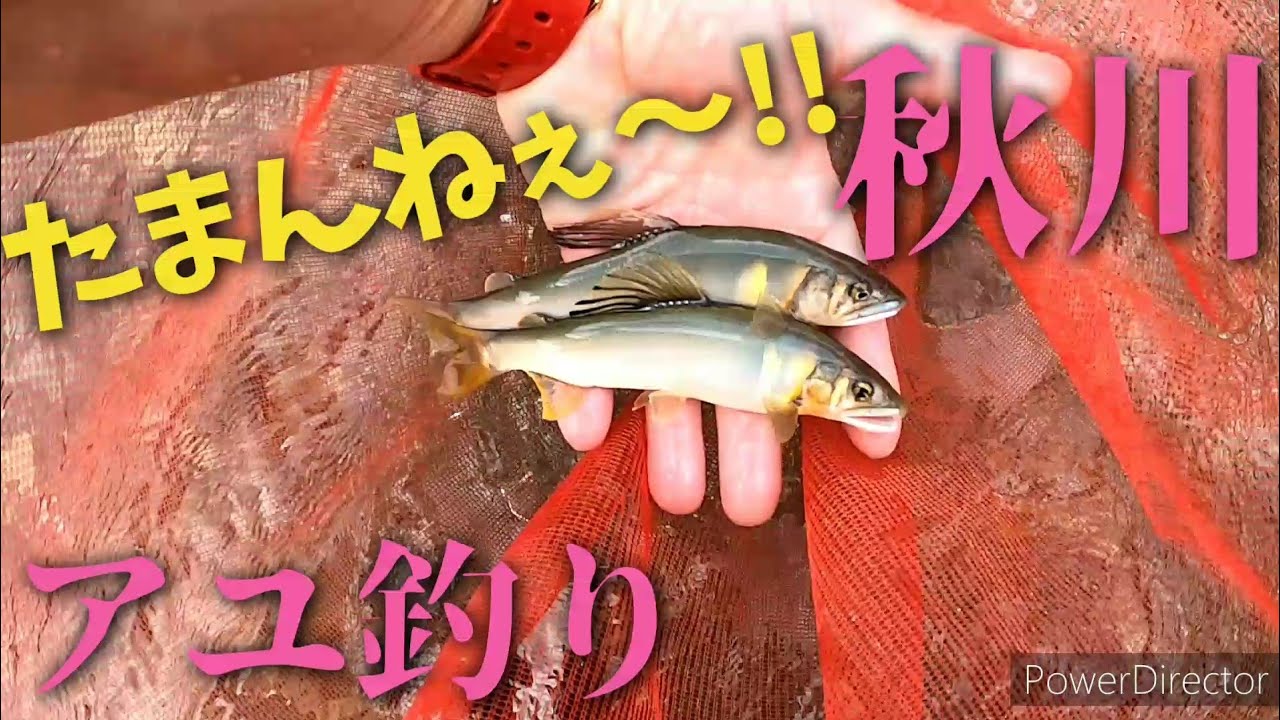 【鮎釣り】秋川 舘谷 短時間釣行#7