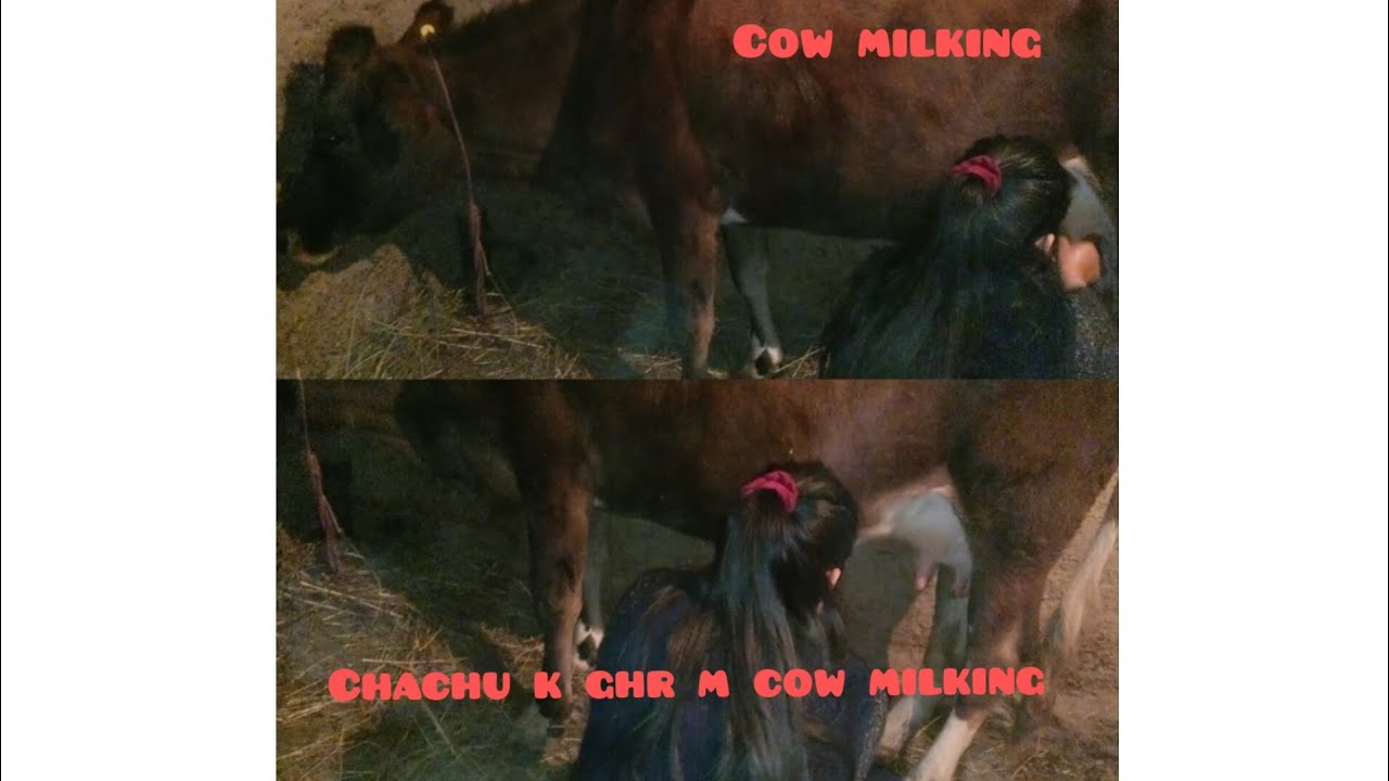 Aaj ki cow milking|| Chachu k ghr m cow milking|| Phli baar ki kiseor k ghr m cow milking||