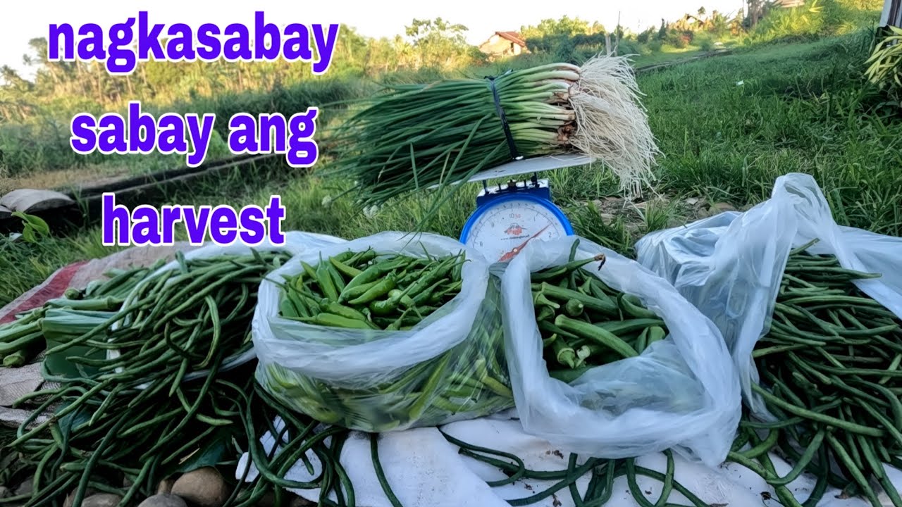 Sabay sabay ang order ng gulay nakakarami din Pag pinag Sama sama