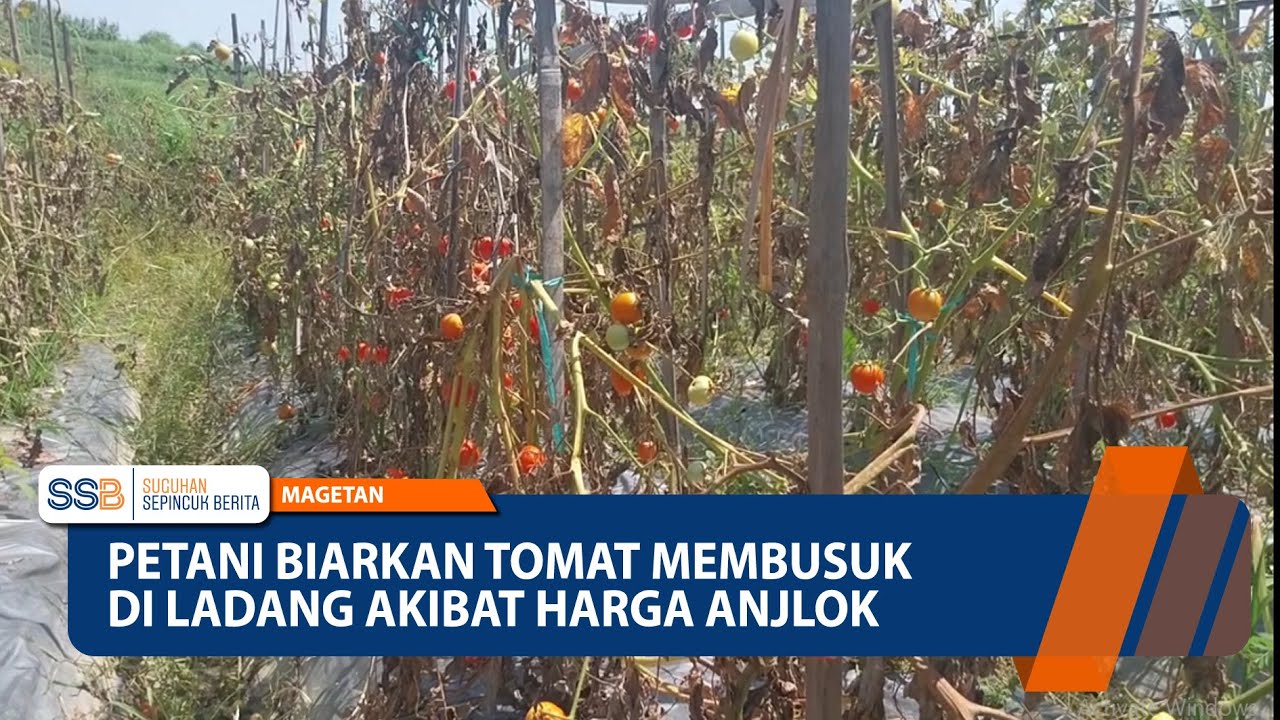 MAGETAN – Petani Biarkan Tomat Membusuk di Ladang Akibat Harga Anjlok