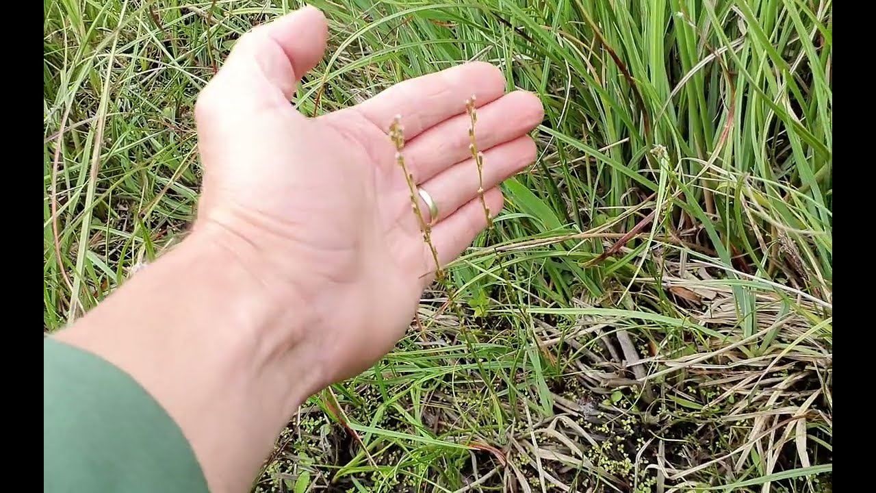 Triglochin palustris / marsh arrowgrass / bařička bahenní - 250611