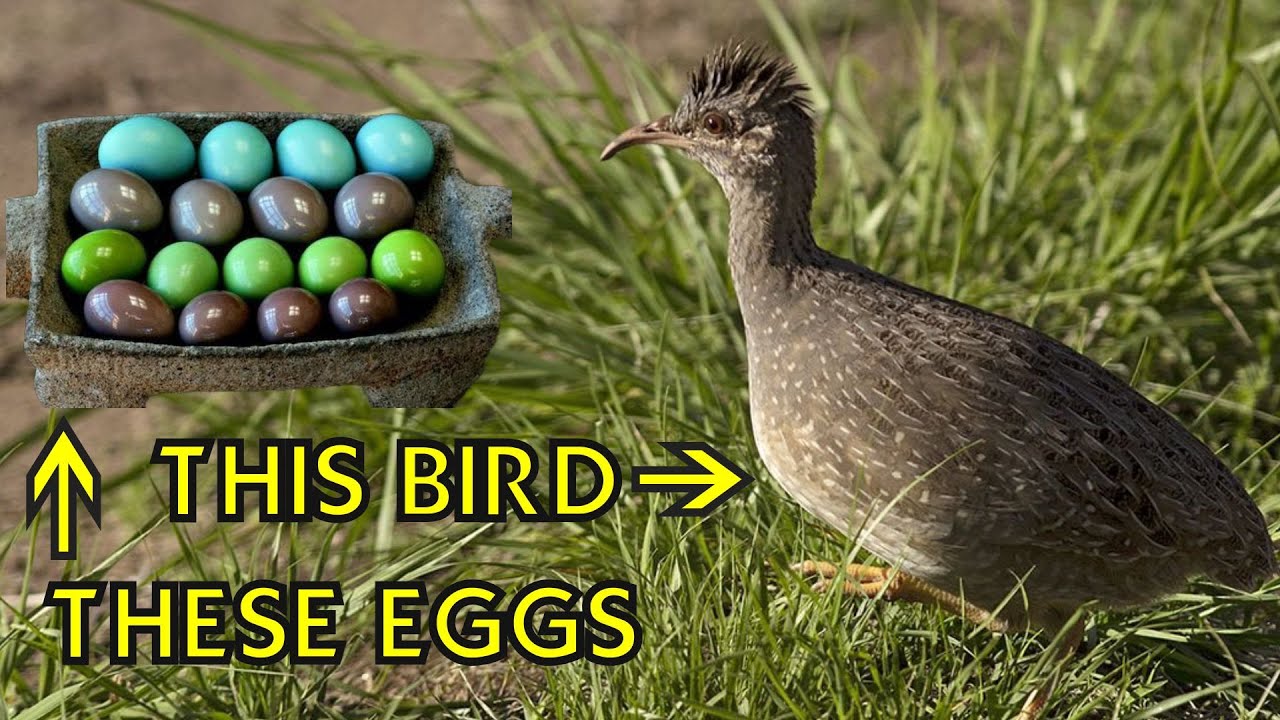 Tinamou | Glossy Intense Eggs