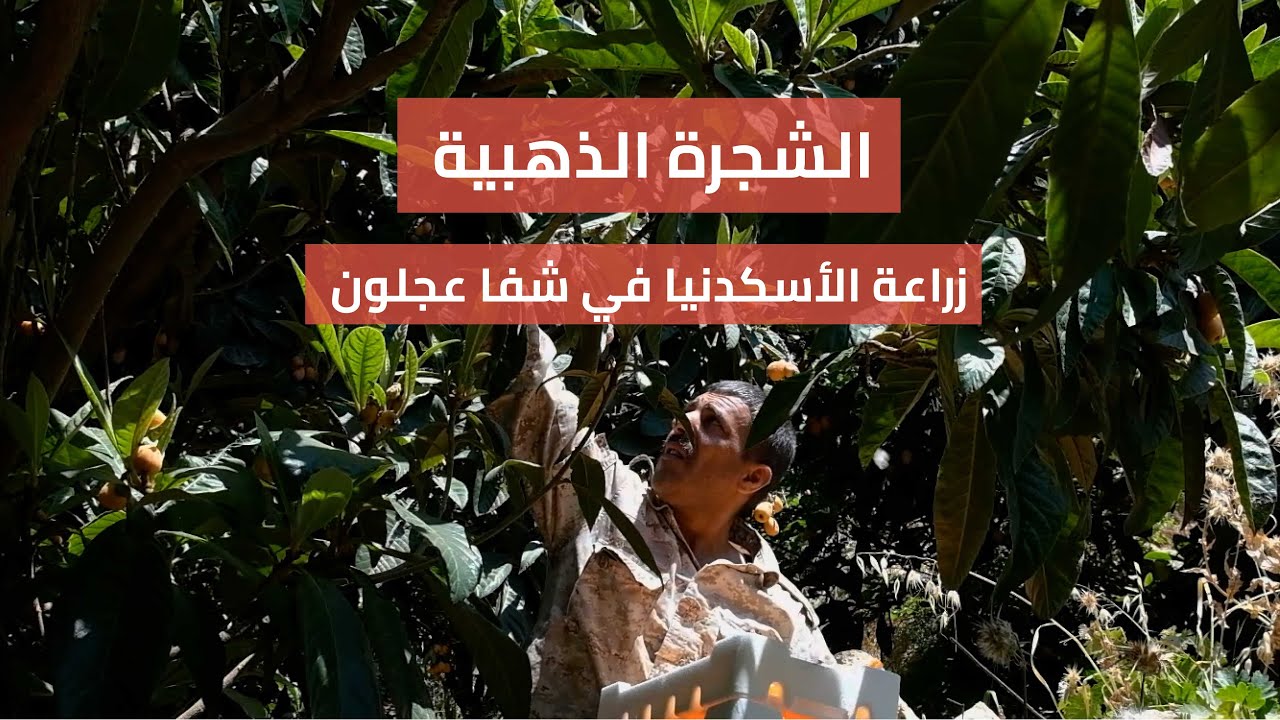 الشجرة الذهبية: زراعة الأسكدنيا في شفا عجلون