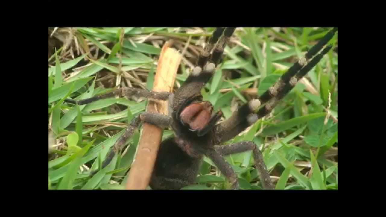 Phoneutria - Armadeira - Brazilian Wandering Spider - Brazil v&aacute;ndorp&oacute;k - Atack/Defense