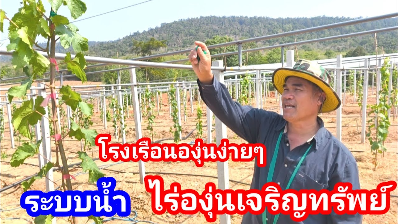 สร้างโรงเรือนองุ่นแบบง่าย ใช้หลักการแบบนี้ พร้อมชมระบบน้ำของไร่องุ่นเจริญทรัพย์