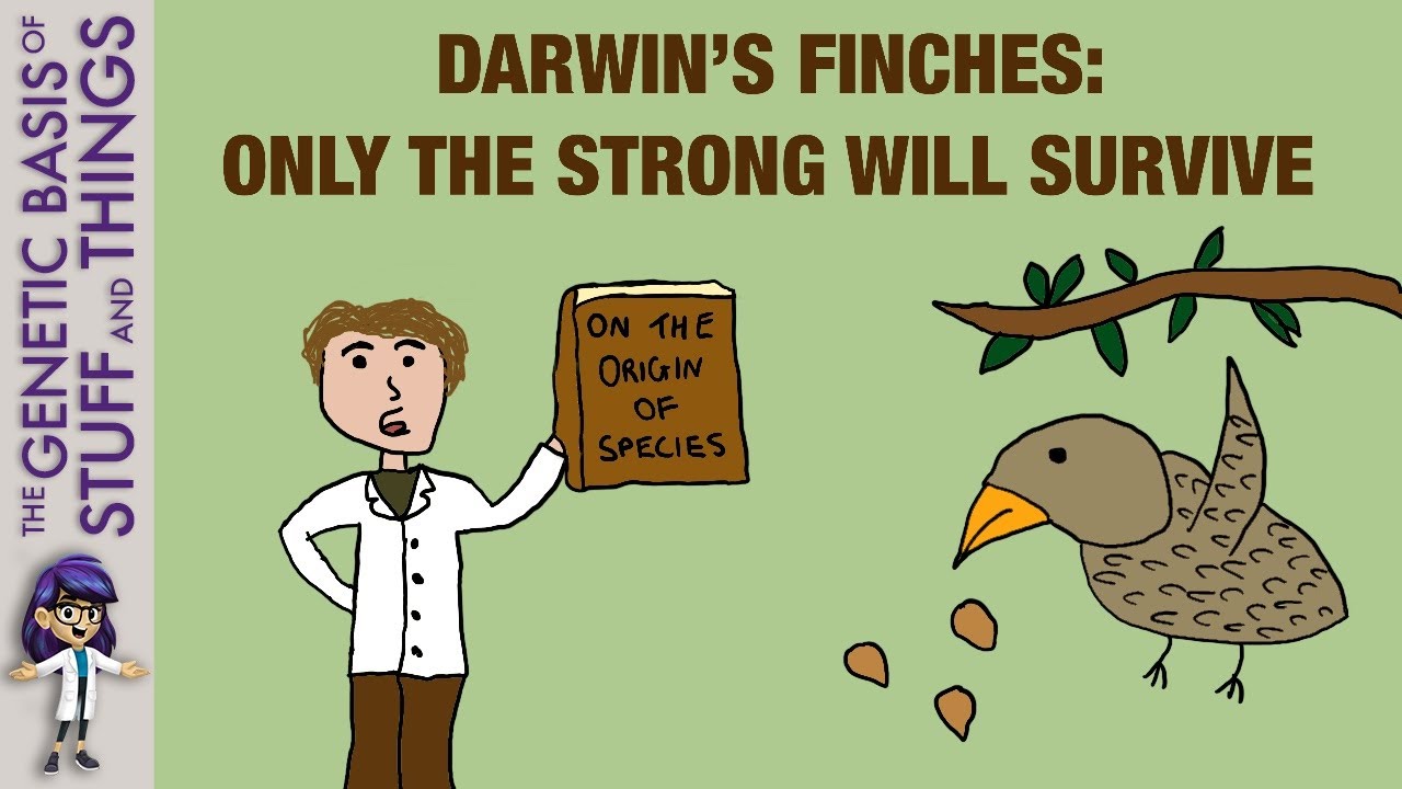 Darwin’s finches as an exceptional model of natural selection: not all can survive!