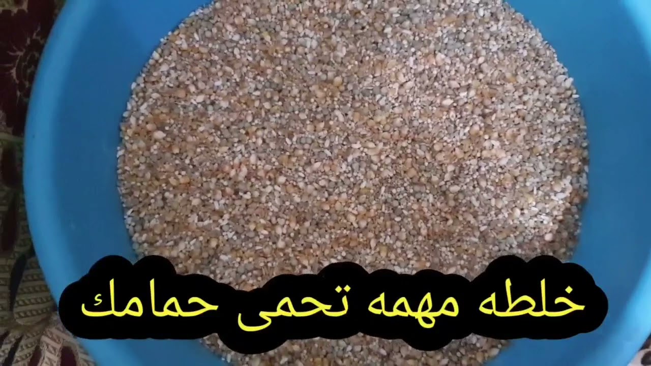 خلطه ممتازه لحمام السباق والفرخ