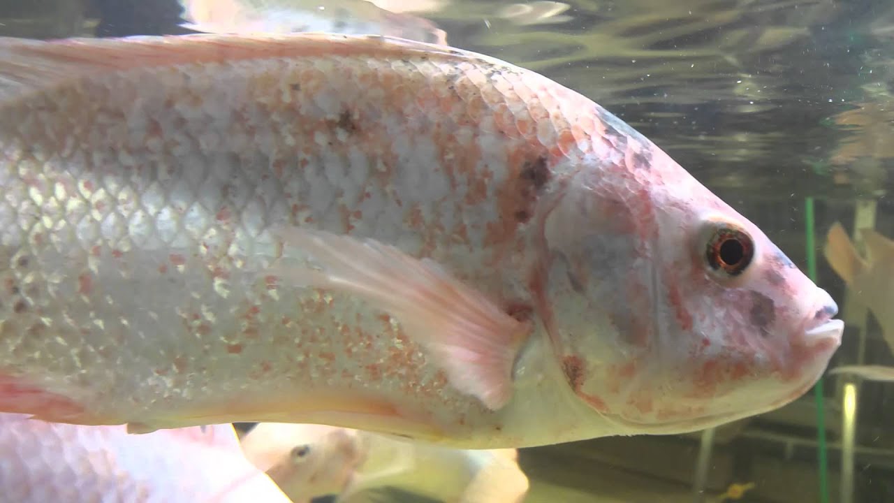 Mouth brooding red Nile Tilapia, this is how it's done in on of my breeding tank.