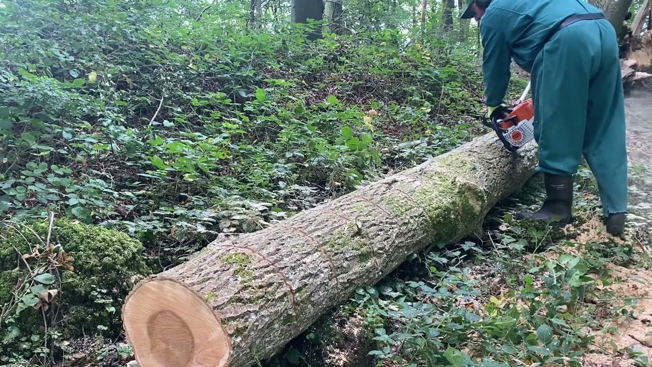 Stihl MS 362 CM (Preparing woods for the winter) part one :)