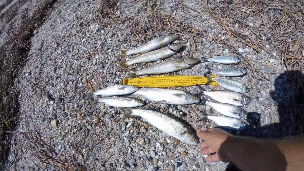 Fishing with live beach worms part 2 - mixed bag including yellowfin whiting.