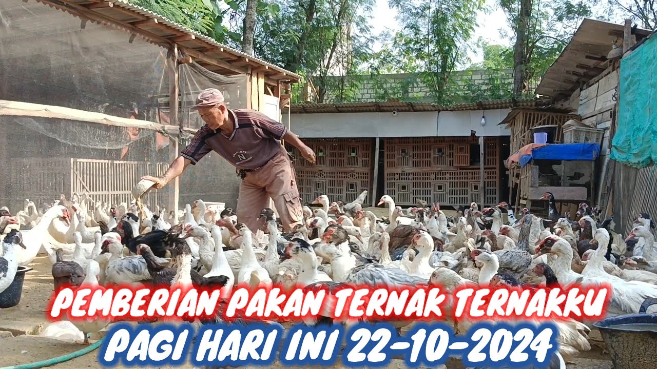 PEMBERIAN PAKAN TERNAK TERNAKKU PAGI HARI INI 22-10-2024 @mbahgurutiono