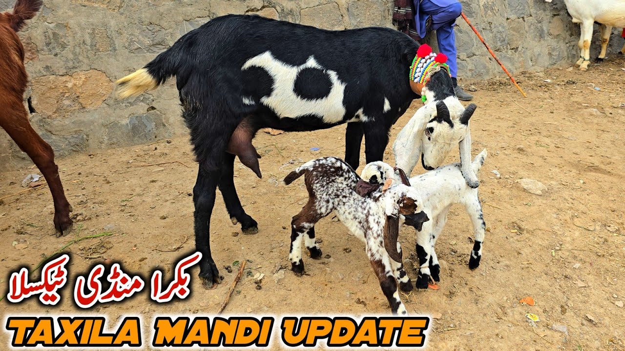 Dhood Or Bacho Wali Bakriyan Taxila Bakra Mandi Update January 2026