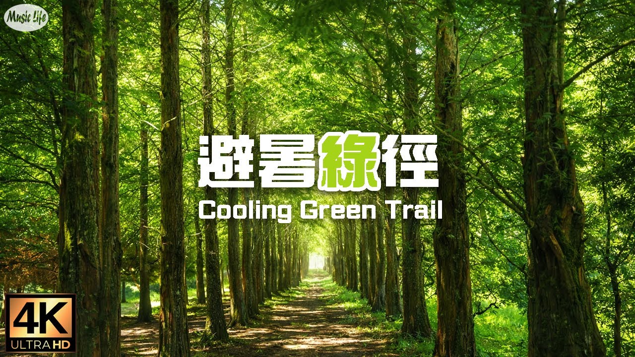 森林療癒系3🌳  避暑綠徑 15℃沁涼健康步道 芬多精負離子吸到飽 杉林溪 水杉林 穿林棧道 樂山步道  松瀧岩瀑布 空拍向欣谷夕陽雲海 紓壓放鬆鋼琴曲 Relaxing Piano Music