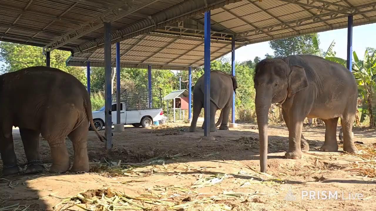 ข้าวเหนียวสอดใส้ อหารเพื่อสุขภาพ♥️ ป้อนช้าง✌️🐘Elephant  story สามสาวดาวซิ่ง4/2/2569