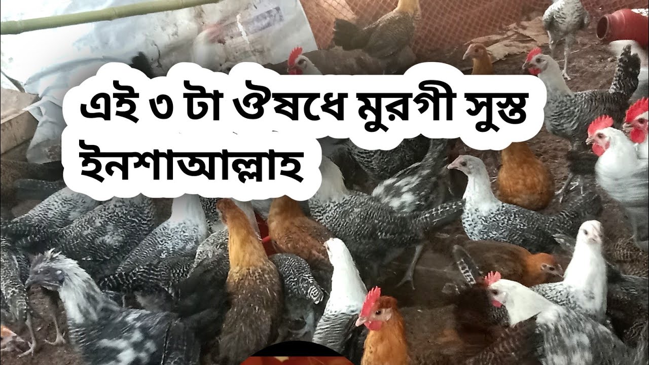 যেই ৩ টা ঔষধ  দিয়ে  খামারের মুরগী  গুলা সুস্ত করে ফেলবেন #chicken #farming #birds 