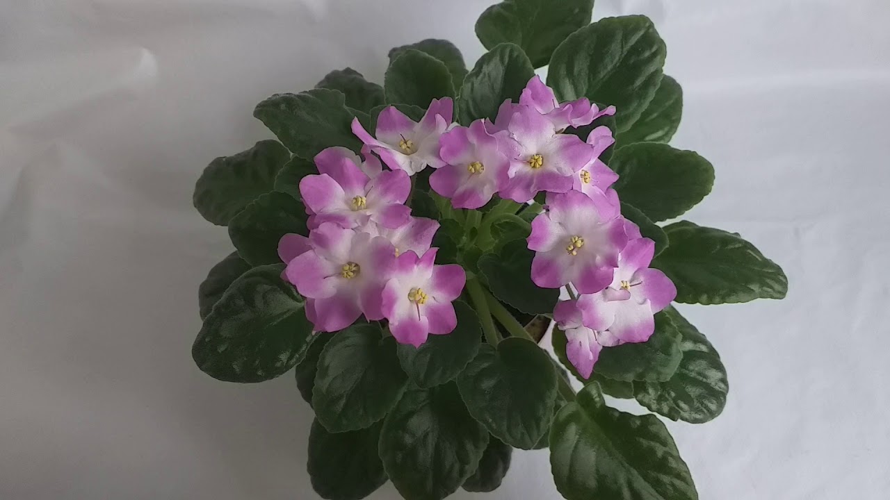 ¿Cuánto tiempo dura VIDA de una VIOLETA AFRICANA?