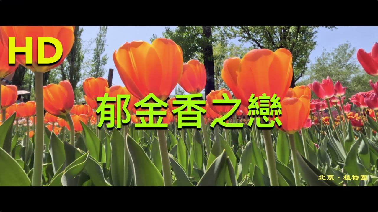 春風十里不如一片郁金香｜2025北京植物園的郁金香｜Tulip Love｜HD