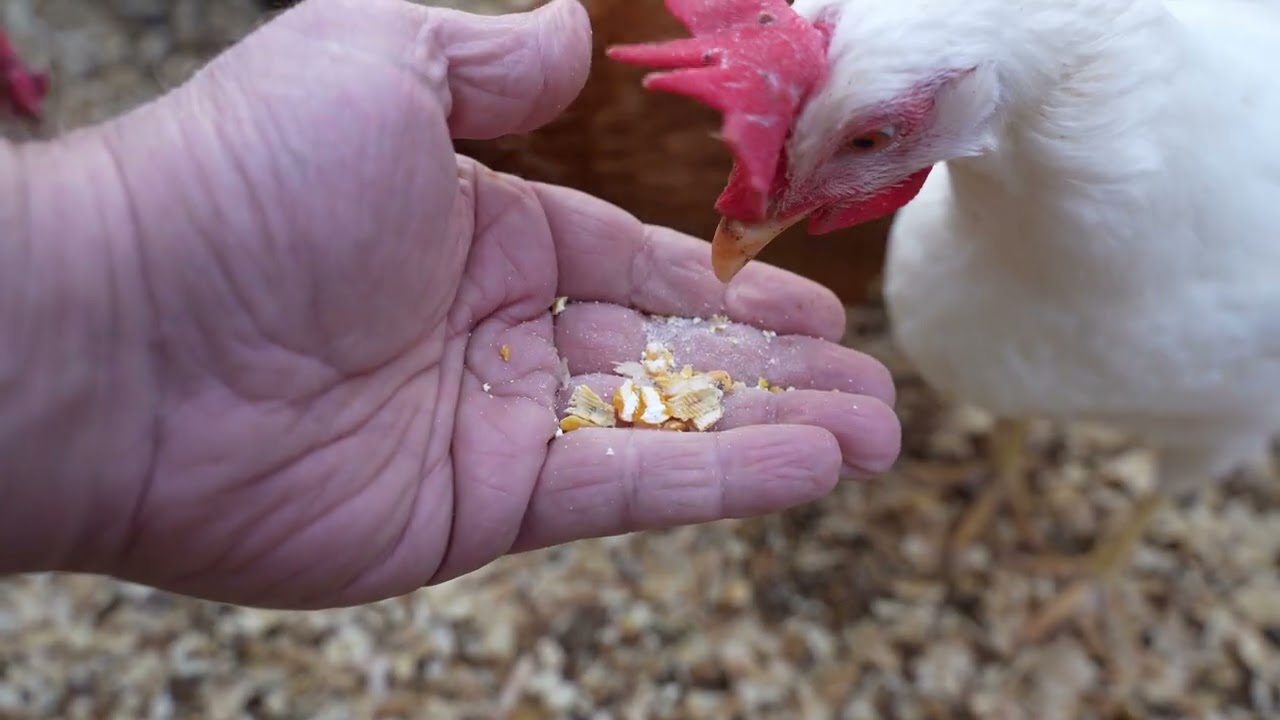 Cracking corn the hard way to pique my hens' curiosity.