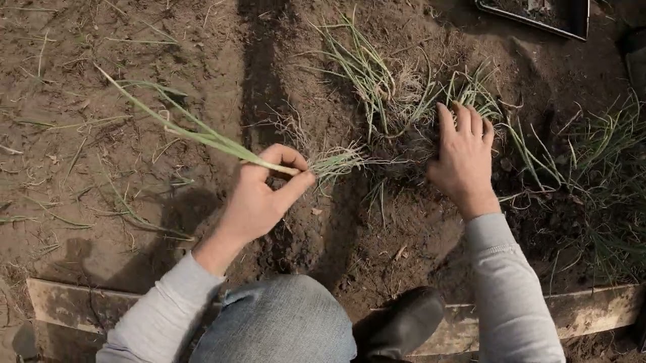Planting red and yellow onion seedling own grown from seeds #owngrownplants