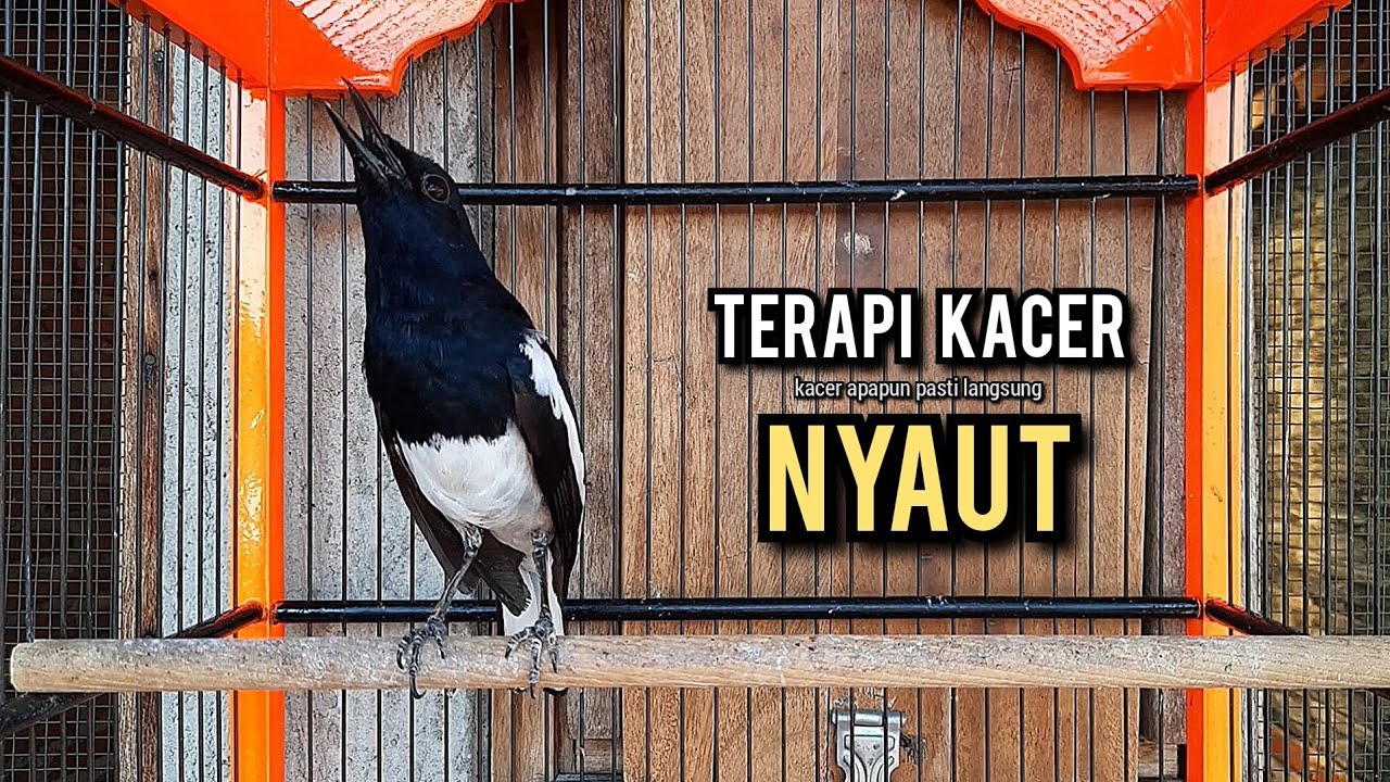 kacer gacor NGEPLONG tarung ini paling ampuh buat PANCINGAN KACER agar EMOSI