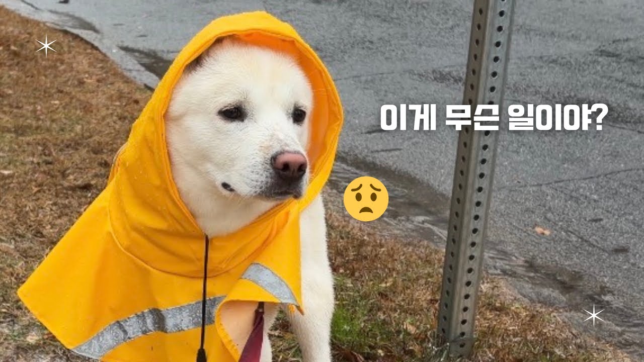 물 싫어하는 진돗개 산이의 견생 첫 겨울 폭풍