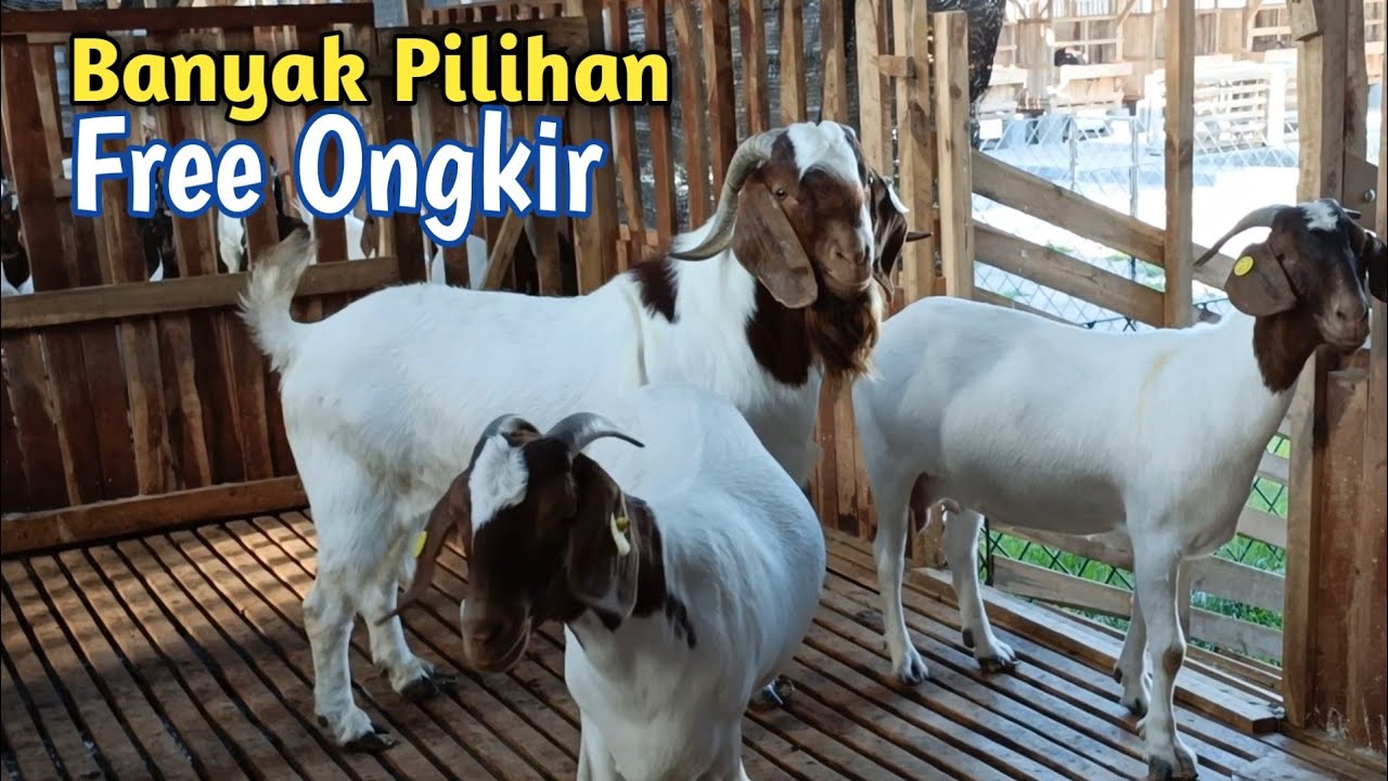 Stok Kambing Hingga Ribuan, Siap Kirim Seluruh INDONESIA RAYA