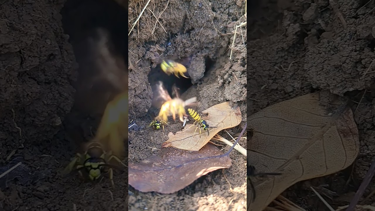 Karateka Bees: From Flying Glory to Martial Art