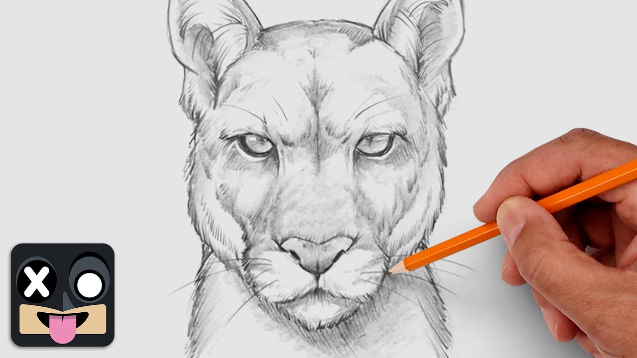 How To Draw a Puma | Step by Step Art Lesson