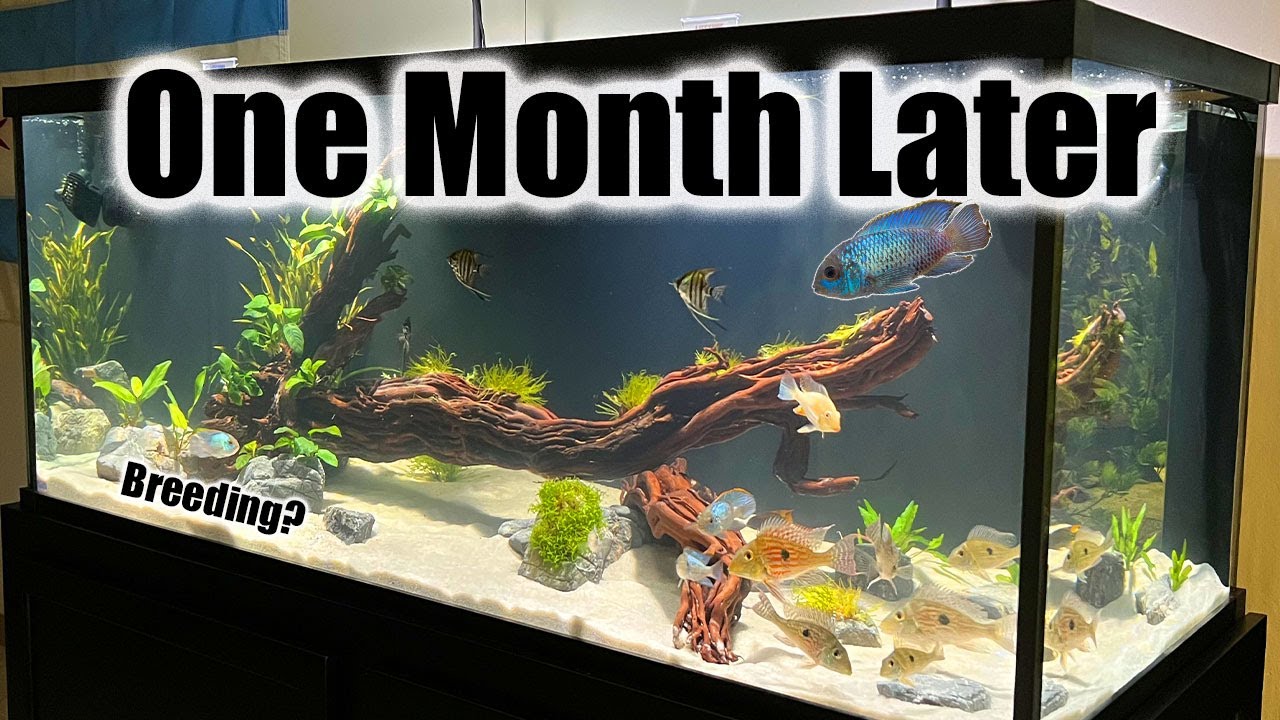 Аквариум для южноамериканских цихлид объёмом 150 галлонов | Обновления для индивидуальных аквариумов