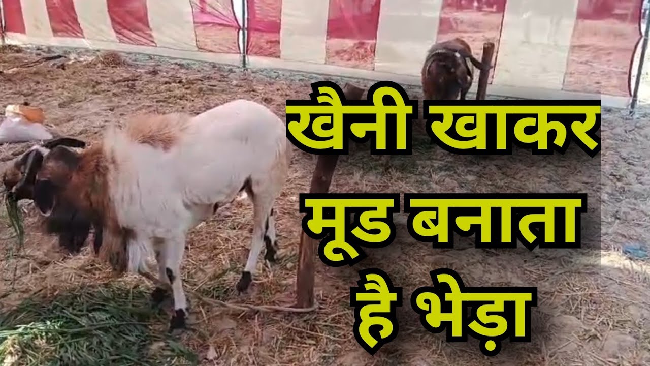 इंसान तो क्या अब भेड़ा भी खैनी के शौकीन? ब्रह्मपुर मेले में बाइक की कीमत वाला भेड़ा!