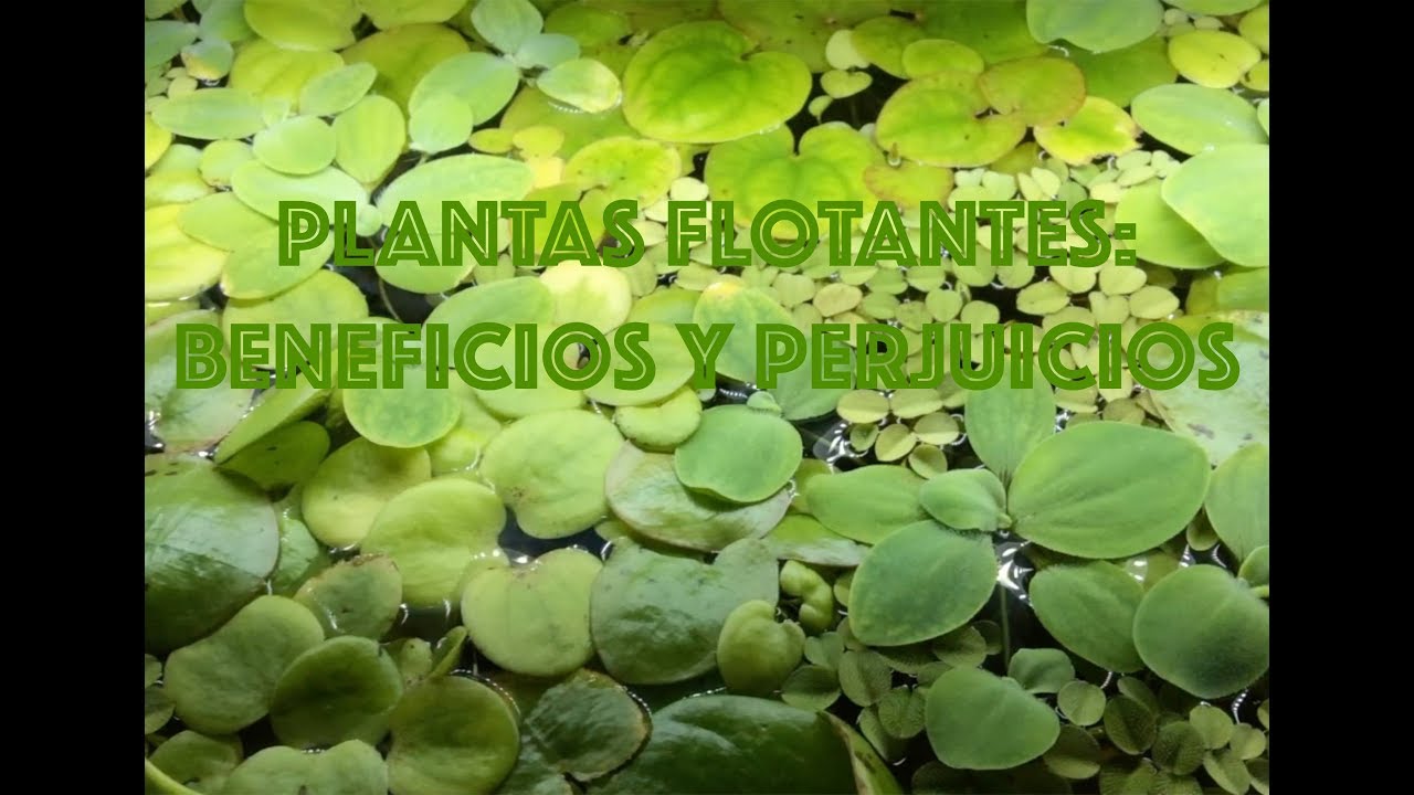 🍀 PLANTAS FLOTANTES: BENEFICIOS y PERJUICIOS - Floating plants: Pros and cons