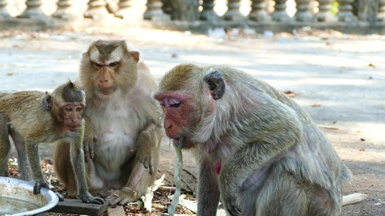 Amara Monkey Maybe Sick Cos She Is Vomiting